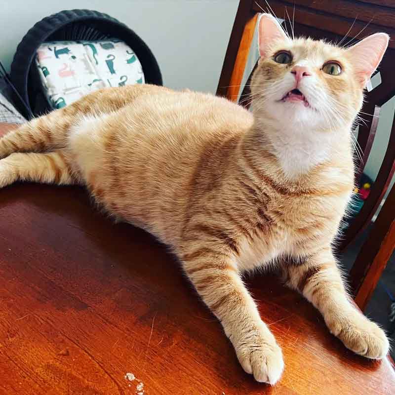 Un chat trouve un foyer pour toujours après 848 jours d'attente et se blottit entre sa nouvelle famille 8 Un chat trouve un foyer pour toujours après 848 jours d attente et se blottit entre sa nouvelle famille