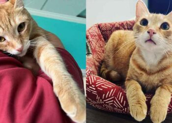 Un chat trouve un foyer pour toujours après 848 jours d attente et se blottit entre sa nouvelle famille