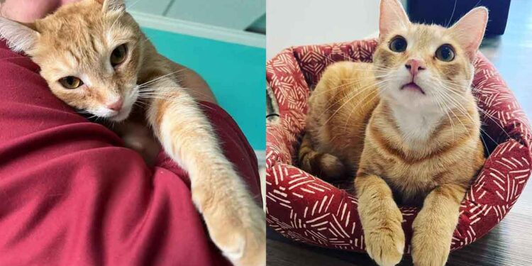 Un chat trouve un foyer pour toujours après 848 jours d'attente et se blottit entre sa nouvelle famille 1 Un chat trouve un foyer pour toujours après 848 jours d attente et se blottit entre sa nouvelle famille