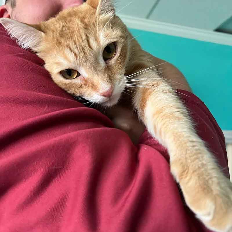 Un chat trouve un foyer pour toujours après 848 jours d'attente et se blottit entre sa nouvelle famille 2 Un chat trouve un foyer pour toujours après 848 jours d attente et se blottit entre sa nouvelle famille