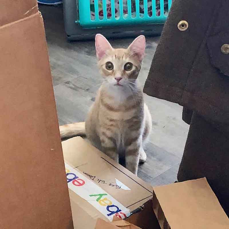 Un chat trouve un foyer pour toujours après 848 jours d'attente et se blottit entre sa nouvelle famille 3 Un chat trouve un foyer pour toujours après 848 jours d attente et se blottit entre sa nouvelle famille