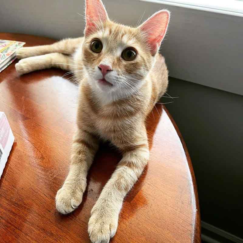 Un chat trouve un foyer pour toujours après 848 jours d'attente et se blottit entre sa nouvelle famille 4 Un chat trouve un foyer pour toujours après 848 jours d attente et se blottit entre sa nouvelle famille
