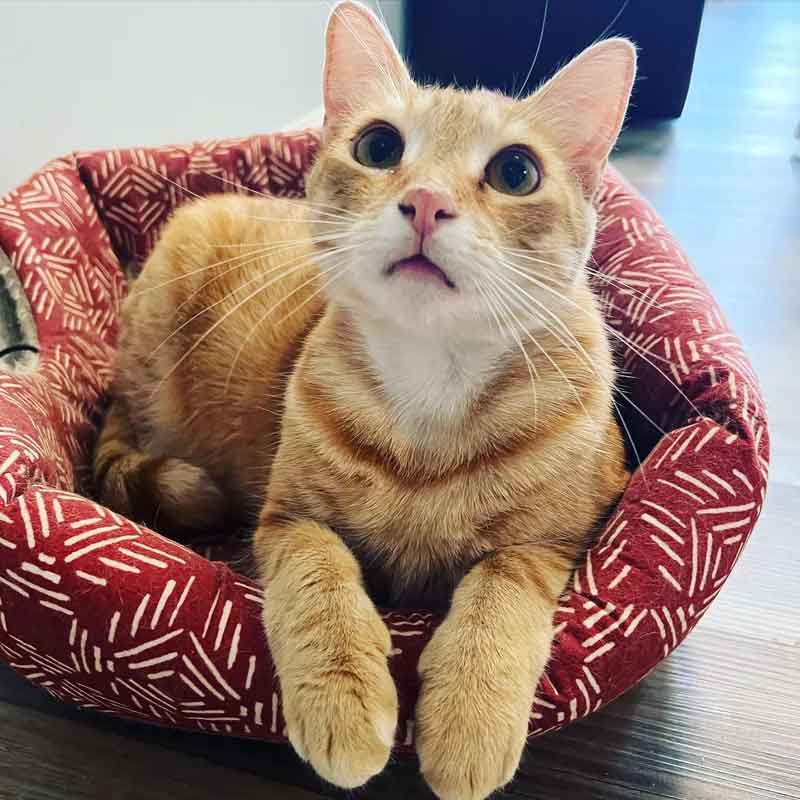 Un chat trouve un foyer pour toujours après 848 jours d'attente et se blottit entre sa nouvelle famille 5 Un chat trouve un foyer pour toujours après 848 jours d attente et se blottit entre sa nouvelle famille