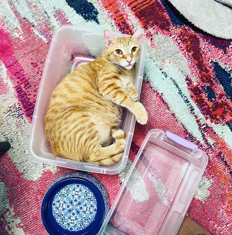 Un chat trouve un foyer pour toujours après 848 jours d'attente et se blottit entre sa nouvelle famille 6 Un chat trouve un foyer pour toujours après 848 jours d attente et se blottit entre sa nouvelle famille