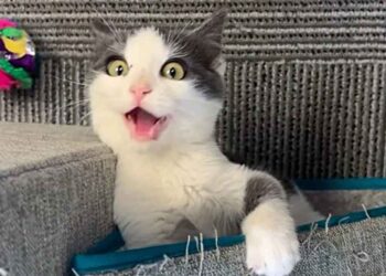 Un chaton sauvé de la rue fête son premier Noël parfait dans un foyer aimant