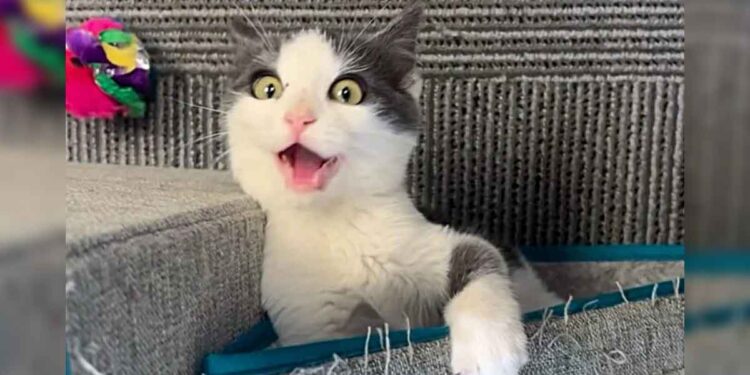 Un chaton sauvé de la rue fête son premier Noël parfait dans un foyer aimant