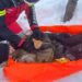 Un chaton sauve la vie d un randonneur pris dans une puissante tempête de neige