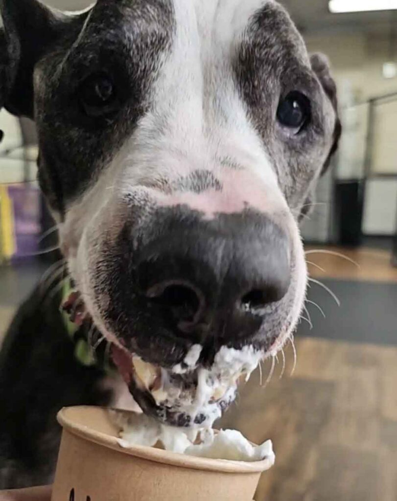 Un chien âgé abandonné à une table de pique-nique retrouve l espoir grâce aux sauveteurs