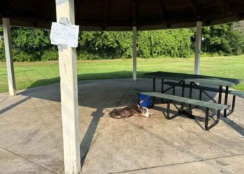 Un chien âgé abandonné à une table de pique-nique retrouve l espoir grâce aux sauveteurs