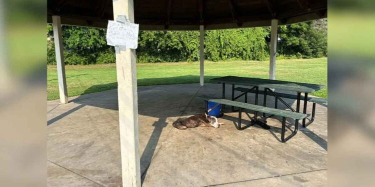 Un chien âgé abandonné à une table de pique-nique retrouve l'espoir grâce aux sauveteurs 1 Un chien âgé abandonné à une table de pique-nique retrouve l espoir grâce aux sauveteurs