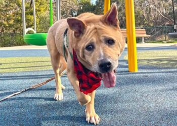 Un chien âgé trouve un foyer permanent après 700 jours et redevient un chiot avec sa nouvelle propriétaire