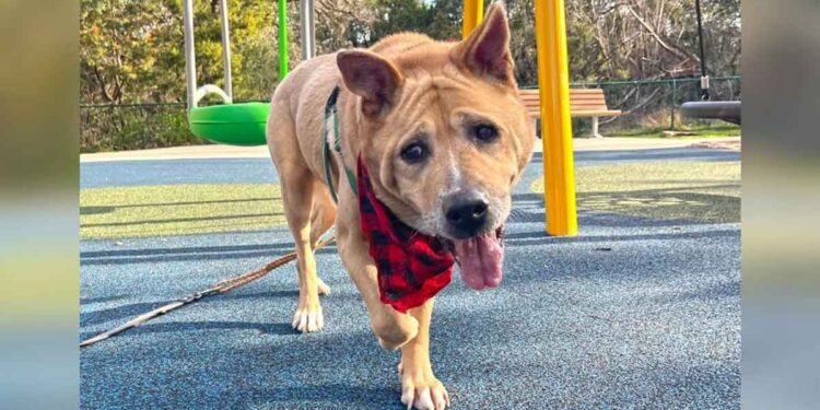 Un chien âgé trouve un foyer permanent après 700 jours et redevient un chiot avec sa nouvelle propriétaire