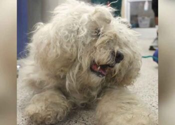 Un chien de 15 ans abandonné dans un refuge retrouve la joie grâce à l amour et aux soins