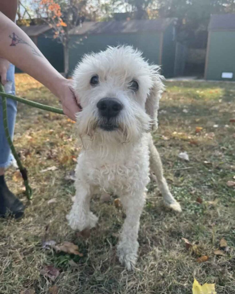 Un chien de 15 ans abandonné dans un refuge retrouve la joie grâce à l amour et aux soins