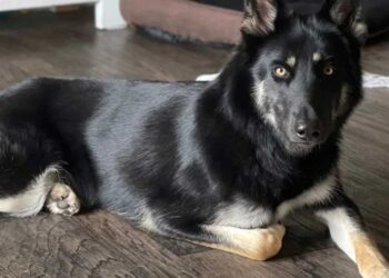 Un chien disparu disparaît pendant 9 jours, revient à la maison la veille de Noël et sonne à la porte