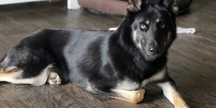 Un chien disparu disparaît pendant 9 jours, revient à la maison la veille de Noël et sonne à la porte