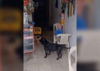 Un chien fidèle fait des courses pour sa maîtresse qui ne peut pas aller au magasin à pied