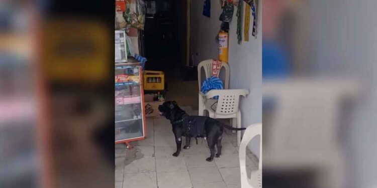 Un chien fidèle fait des courses pour sa maîtresse qui ne peut pas aller au magasin à pied