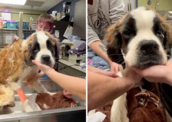 Un chien maigre sauvé d une maison abandonnée devient méconnaissable après avoir trouvé l amour