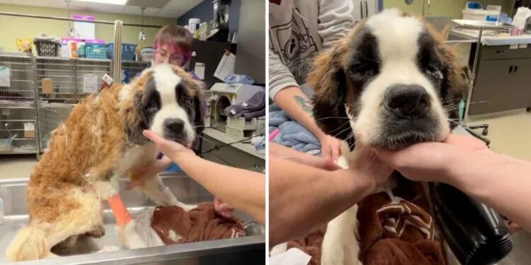 Un chien maigre sauvé d une maison abandonnée devient méconnaissable après avoir trouvé l amour