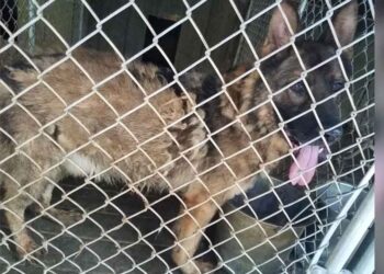 Un chien négligé sauvé d une cage s avère être un héros à la retraite