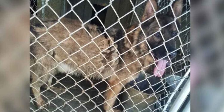 Un chien négligé sauvé d une cage s avère être un héros à la retraite