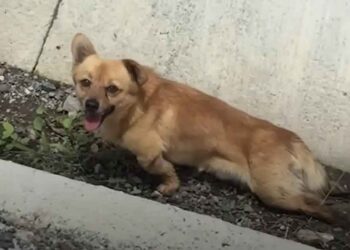 Un chien paralysé abandonné dans un fossé se rétablit miraculeusement