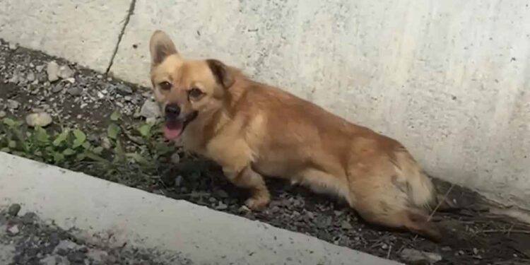 Un chien paralysé abandonné dans un fossé se rétablit miraculeusement