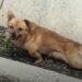 Un chien paralysé abandonné dans un fossé se rétablit miraculeusement