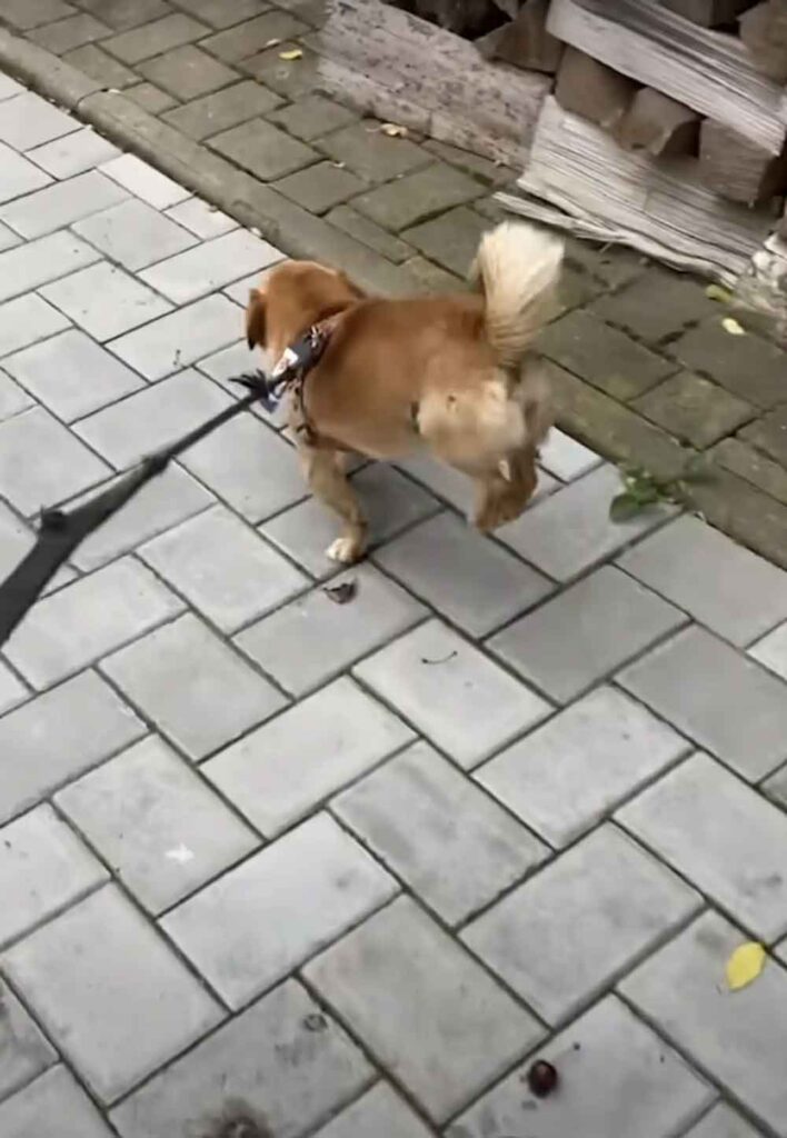 Un chien paralysé abandonné dans un fossé se rétablit miraculeusement 5 Un chien paralysé abandonné dans un fossé se rétablit miraculeusement