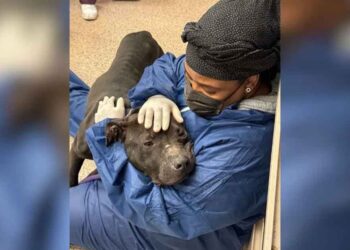 Un chien sauvé de la cruauté trouve du réconfort dans les bras de son sauveteur