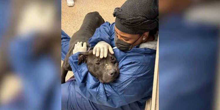 Un chien sauvé de la cruauté trouve du réconfort dans les bras de son sauveteur