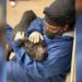 Un chien sauvé de la cruauté trouve du réconfort dans les bras de son sauveteur