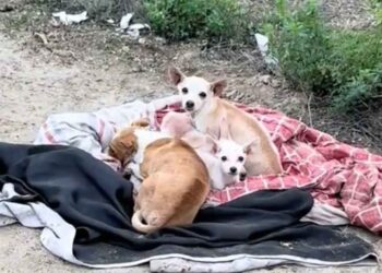 Un fermier trouve une famille de chihuahuas abandonnée sur une route isolée, y compris une mère enceinte