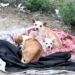 Un fermier trouve une famille de chihuahuas abandonnée sur une route isolée, y compris une mère enceinte 7 Un fermier trouve une famille de chihuahuas abandonnée sur une route isolée, y compris une mère enceinte