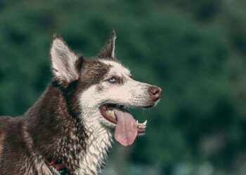 Un garçon de 7 ans tué tragiquement par des chiens dans une ferme familiale près de Maubeuge