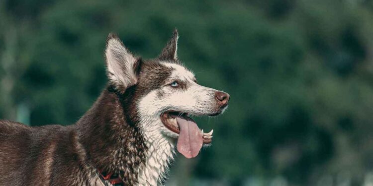 Un garçon de 7 ans tué tragiquement par des chiens dans une ferme familiale près de Maubeuge