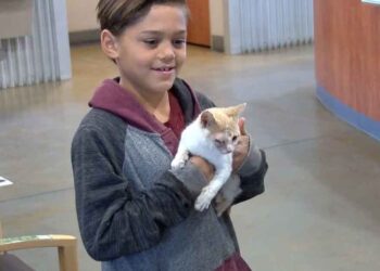 Un garçon de 8 ans met fin aux souffrances d un chaton et lui donne une nouvelle vie