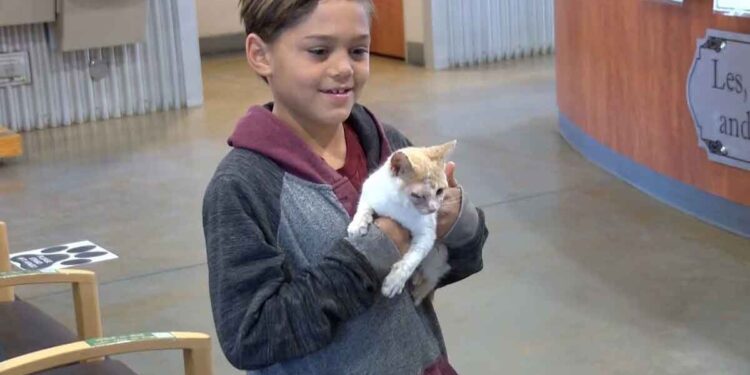 Un garçon de 8 ans met fin aux souffrances d un chaton et lui donne une nouvelle vie