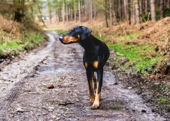 Un homme âgé sauvé par les aboiements de son fidèle chien après une chute dans les bois