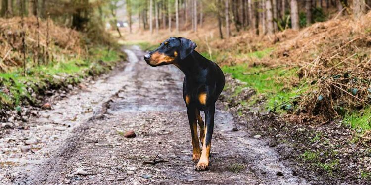 Un homme âgé sauvé par les aboiements de son fidèle chien après une chute dans les bois