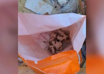 Un ouvrier du bâtiment trouve des chiots dans un sac de nourriture pour chien jeté dans une benne à ordures