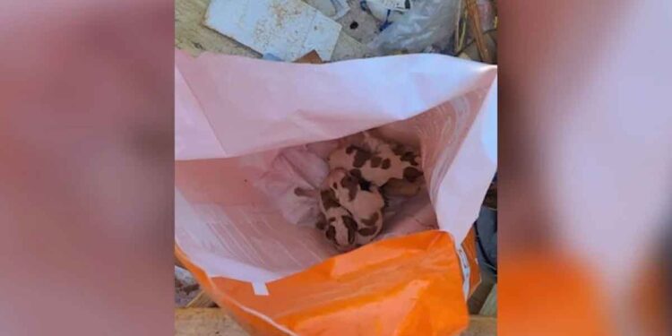 Un ouvrier du bâtiment trouve des chiots dans un sac de nourriture pour chien jeté dans une benne à ordures