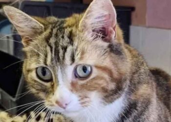 Cette chatte attend une adoption depuis 4 ans à cause de son incontinence
