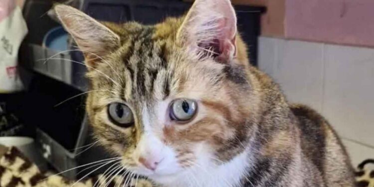 Cette chatte attend une adoption depuis 4 ans à cause de son incontinence