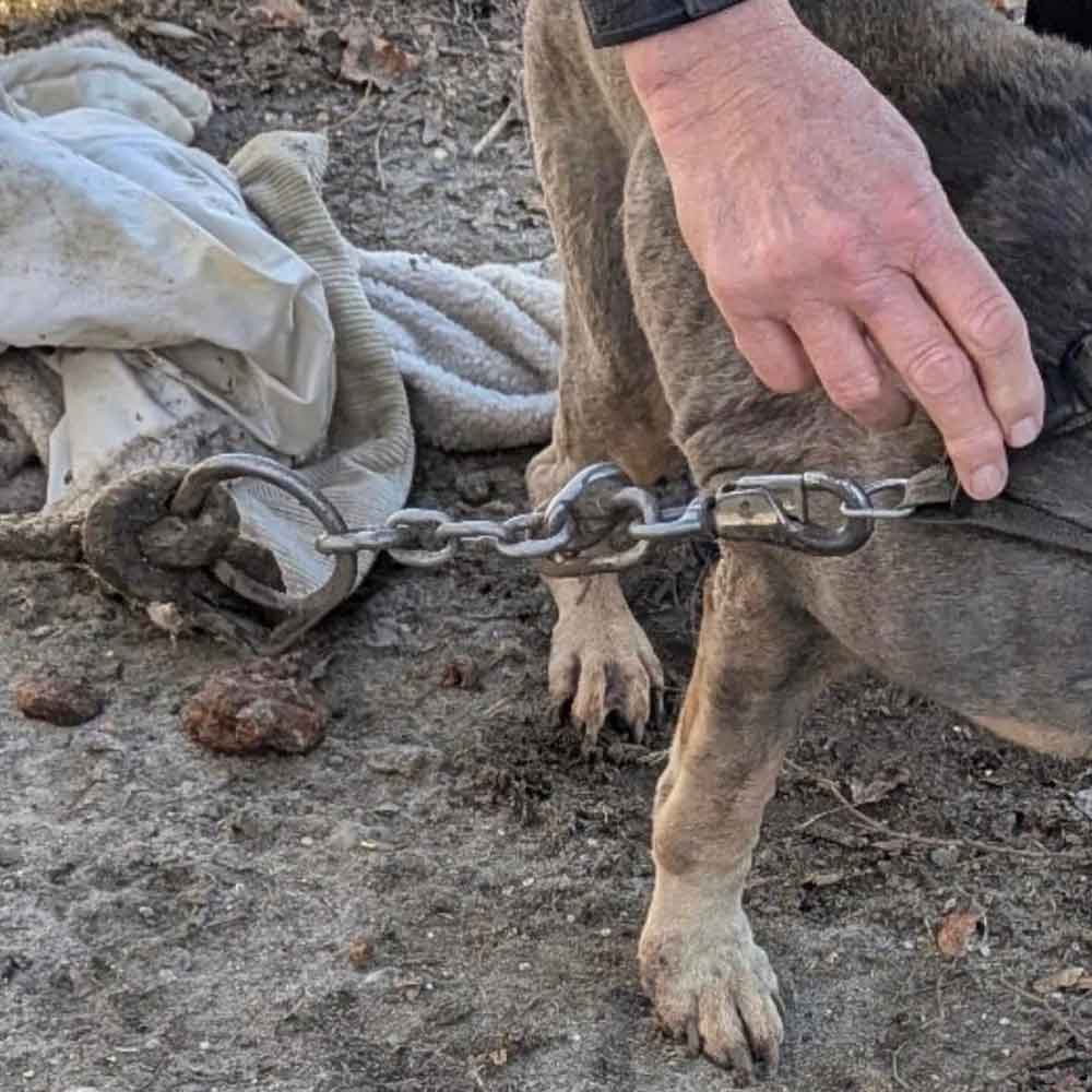 Un témoin intervient pour libérer un chien âgé et sourd de ses chaînes