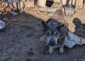 Un témoin intervient pour libérer un chien âgé et sourd de ses chaînes