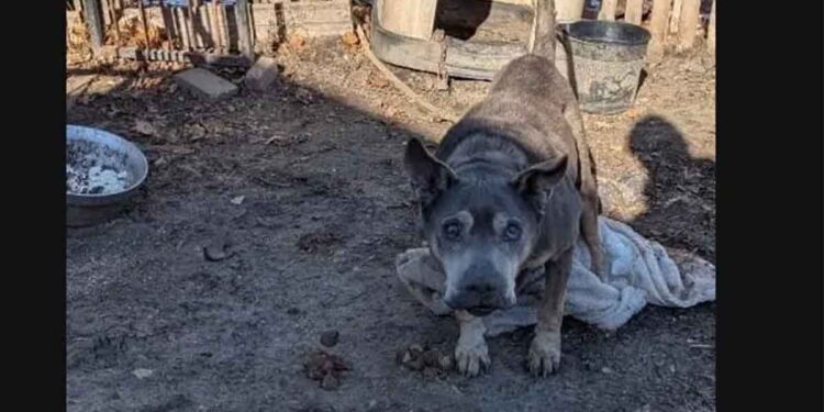 Un témoin intervient pour libérer un chien âgé et sourd de ses chaînes