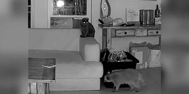 Une caméra surprend un chat qui accueille un visiteur sauvage pendant l absence de la famille