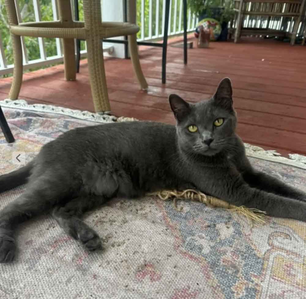 Une caméra surprend un chat qui accueille un visiteur sauvage pendant l'absence de la famille 2 Une caméra surprend un chat qui accueille un visiteur sauvage pendant l absence de la famille